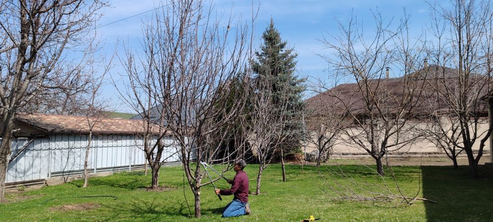 Садовник Самаркандски профессионал