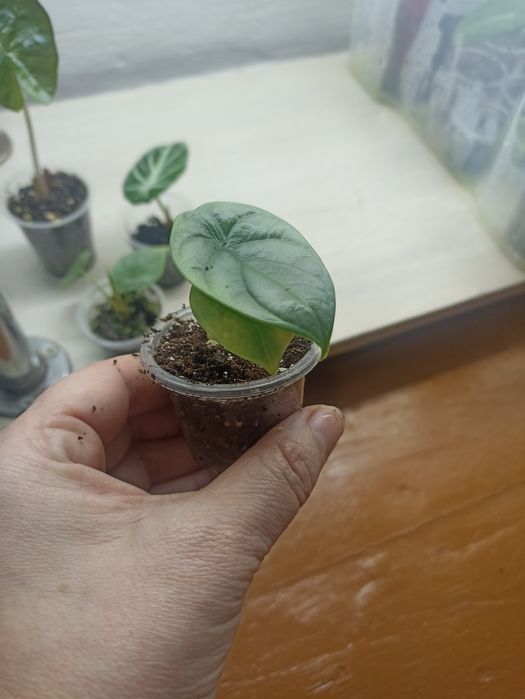 Продаются разные Алоказии