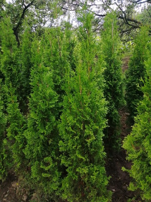 Thuja smaragd (tuia) 1 m -  2 m - plante ornamentale