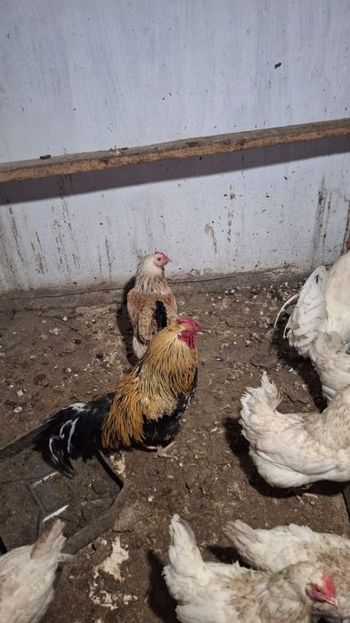 Продается петухи