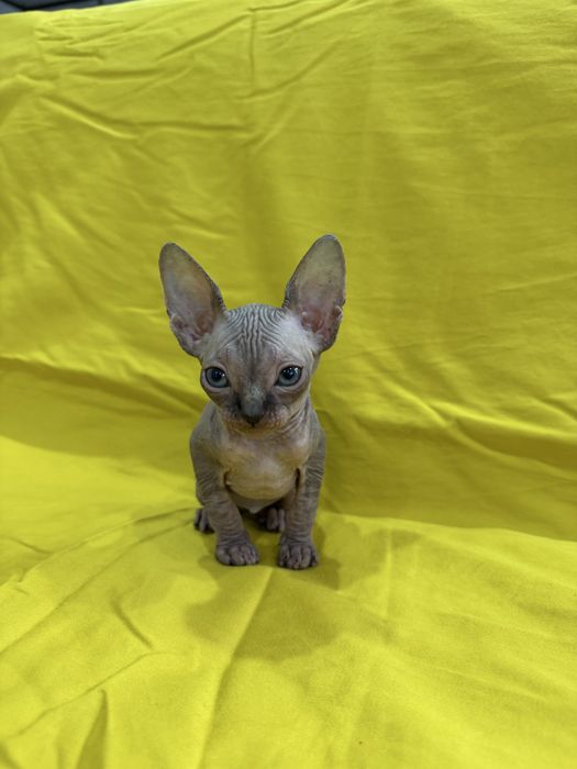 Невероятный голубоглазый эльф: котенок Канадского сфинкса