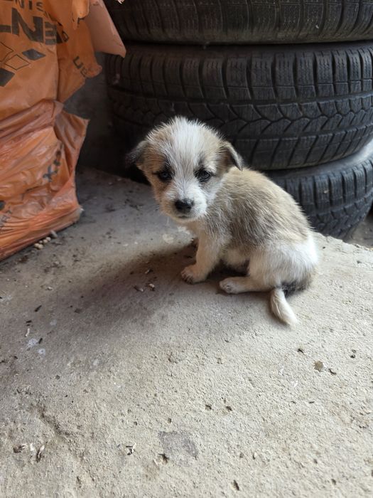 Donez 3 cățeluși drăgălași.