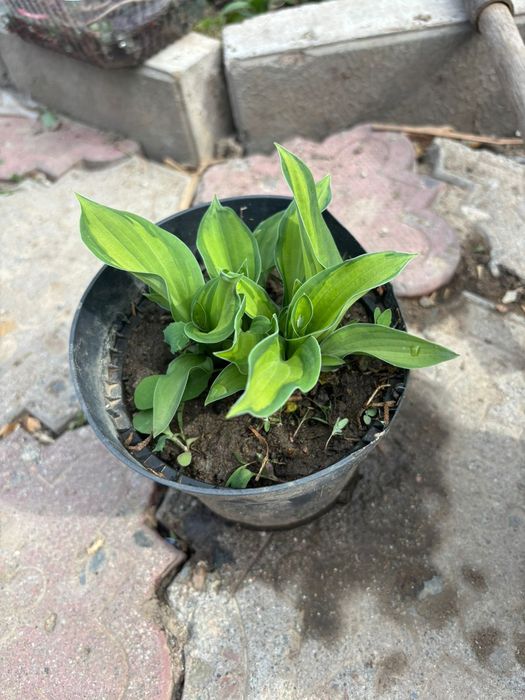 Продам кусты хост