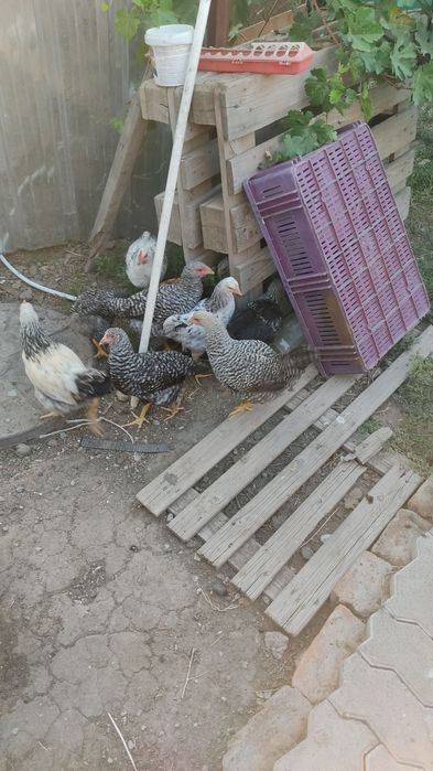 Продам домашний курица и цыплята