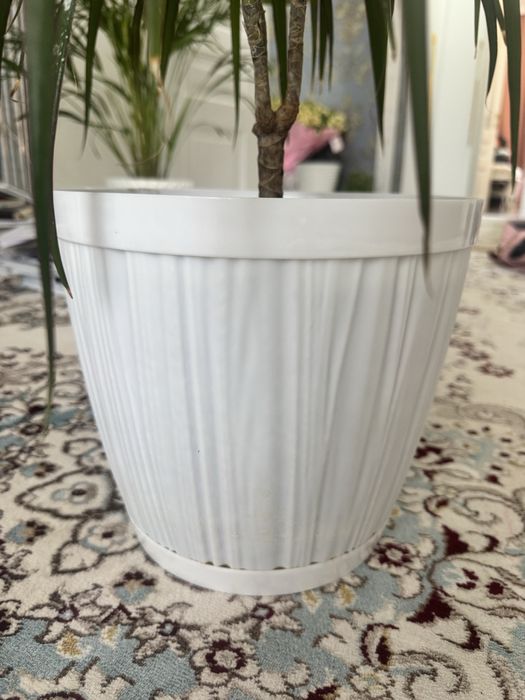 Драценна с горшком белым
