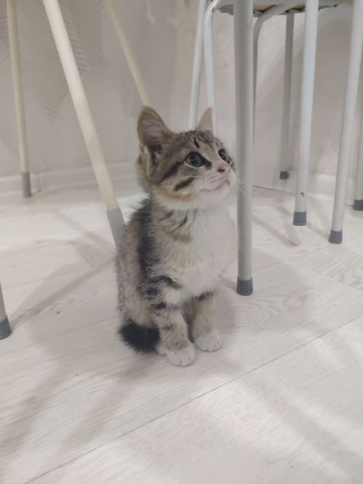 Отдам Котёнка маленького