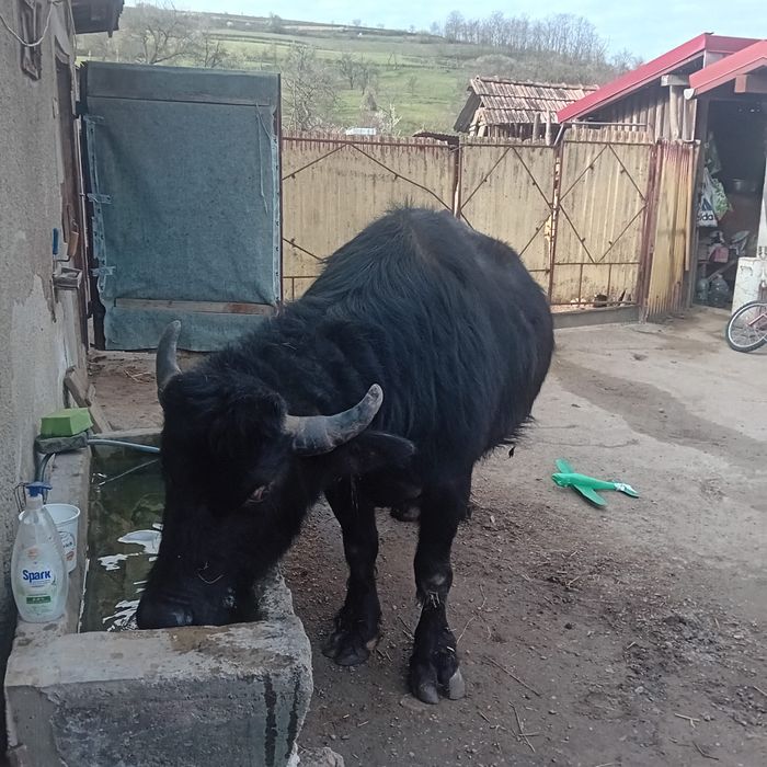 Bivoliță gestanta  de vanzare
