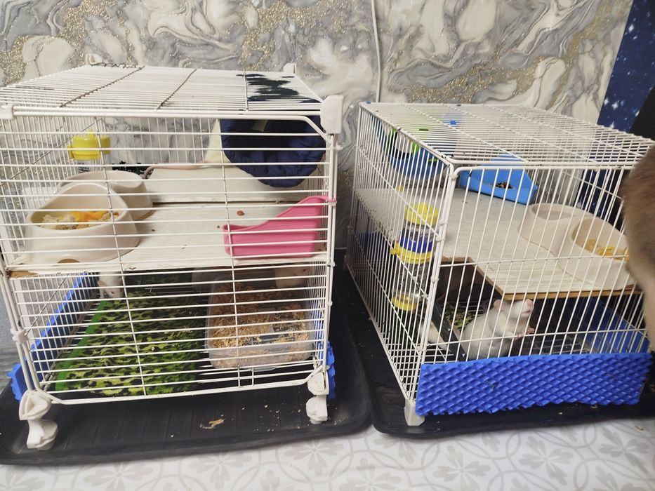 Продам декоративных крыс