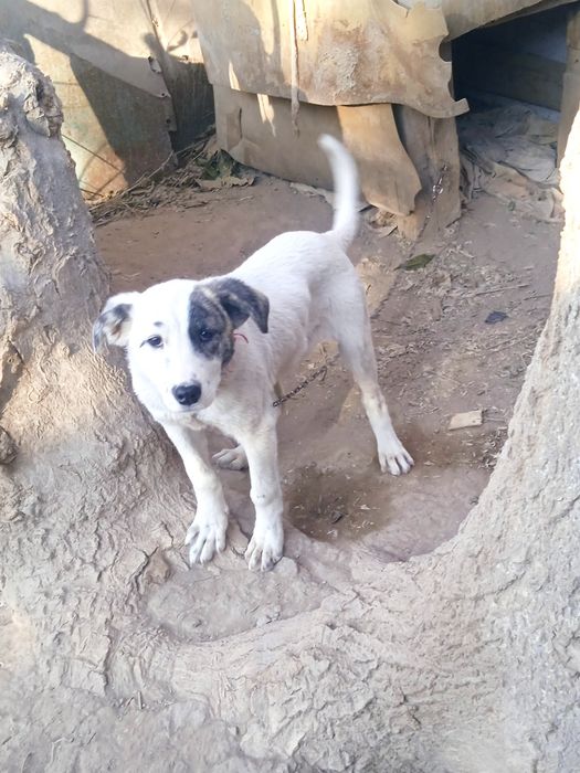 Urganchda it sotiladi