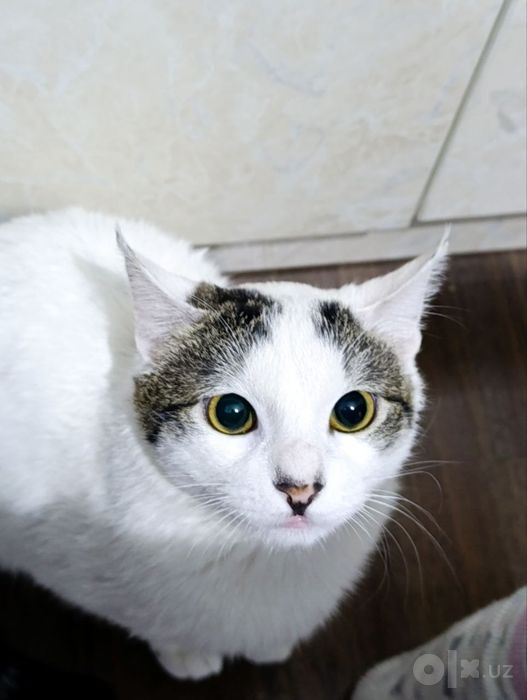 Erkak uy mushugi