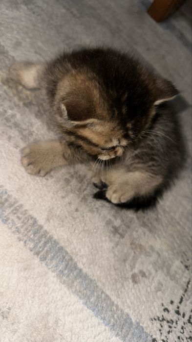 Продаются котята британской золотой шиншиллы