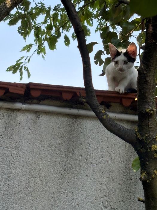 Pisici abandonati