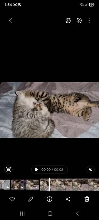 Продаётся котята