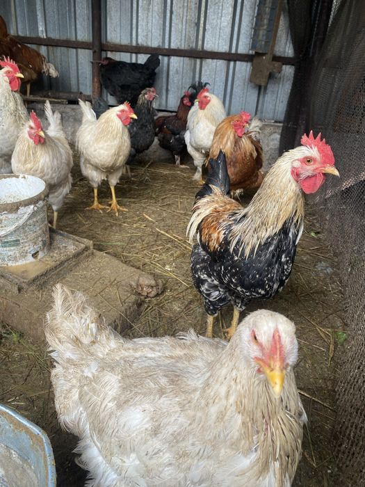 Продам куриц петухов