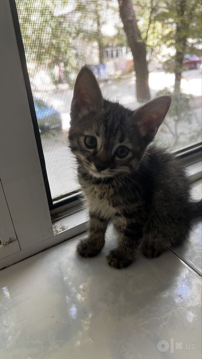 Котёнок, к лотку приучен