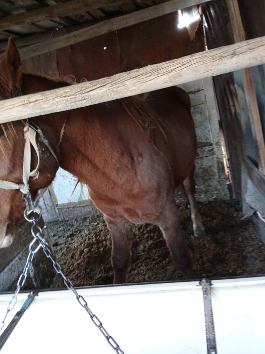 Продаю жерепца жырный