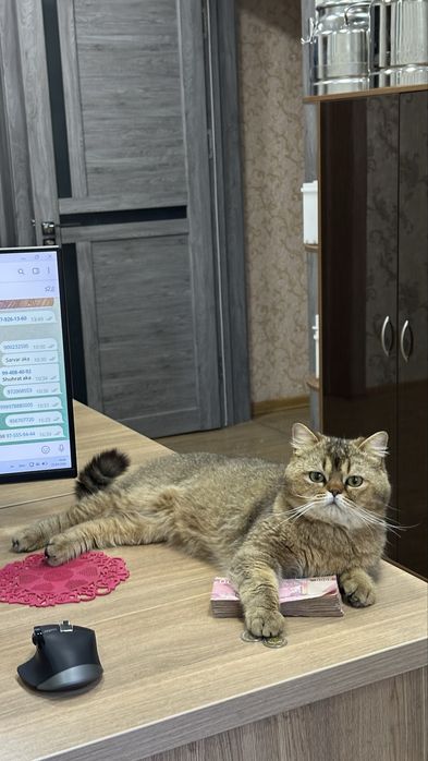 Скоттиш страйт сотилади