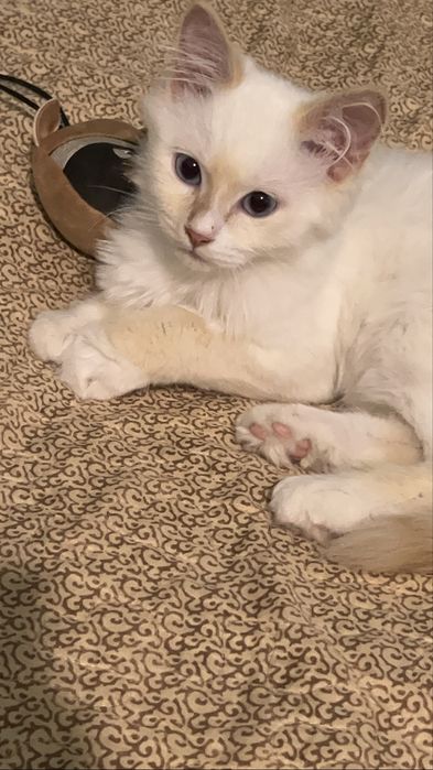 Маленький котенок даром!