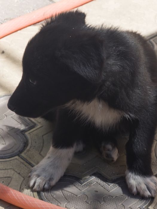 Щенки овчарка, месяц от роду