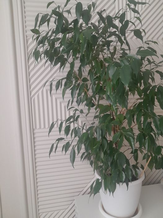 Цветы комнатные 4 шт.