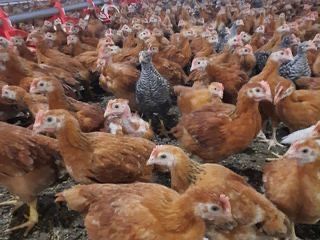 pui rasa mixta rosu  si porumbac