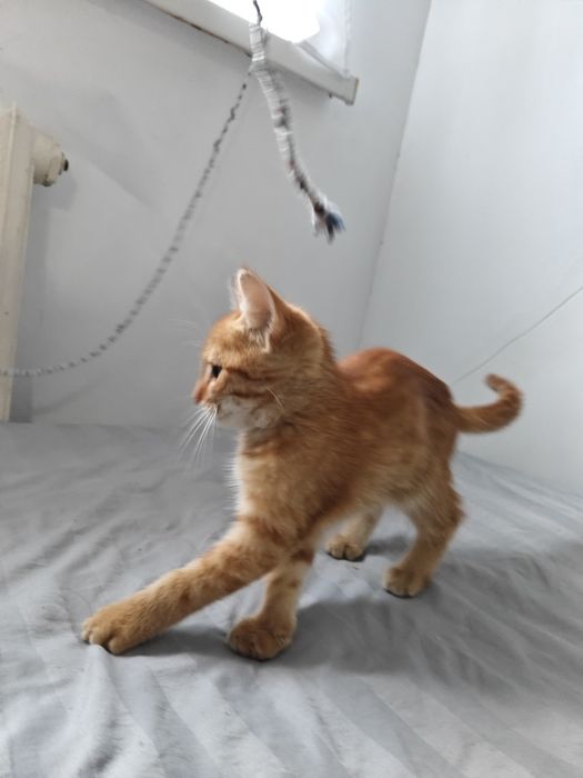 котёнок + сумка в подарок