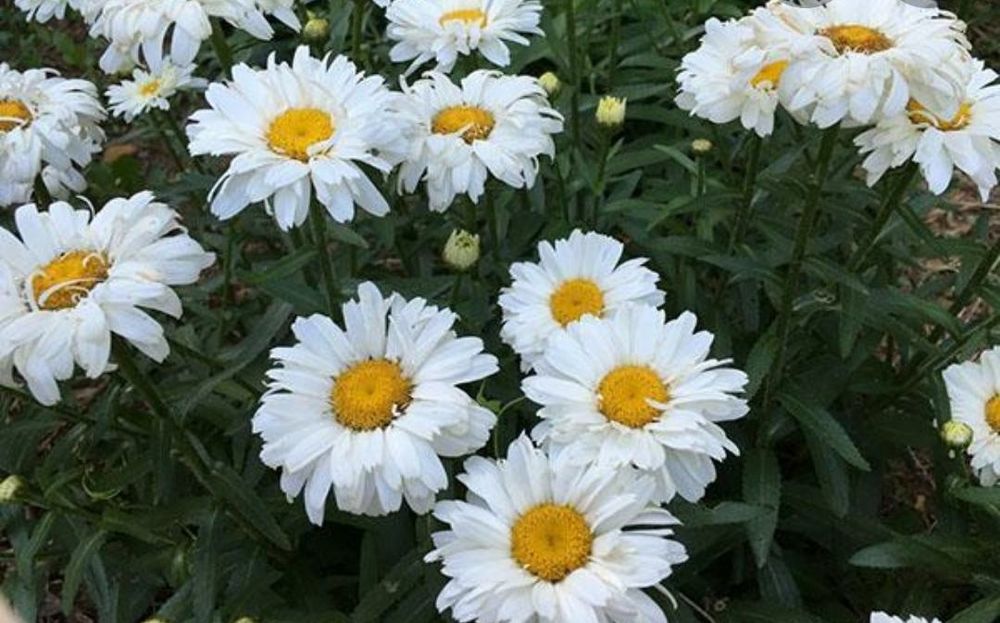 Многолетние цветы