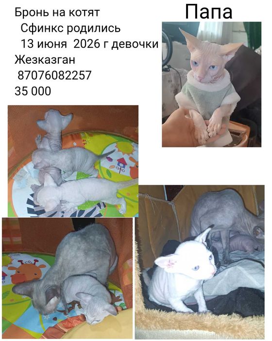 Продажа Котят Сфинкса