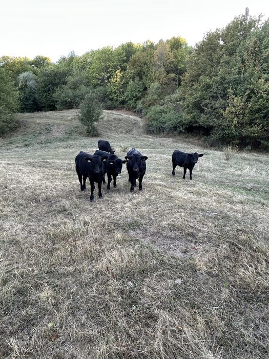 Vand 6 vitei angus