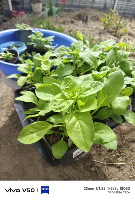 Продам рассаду цветов