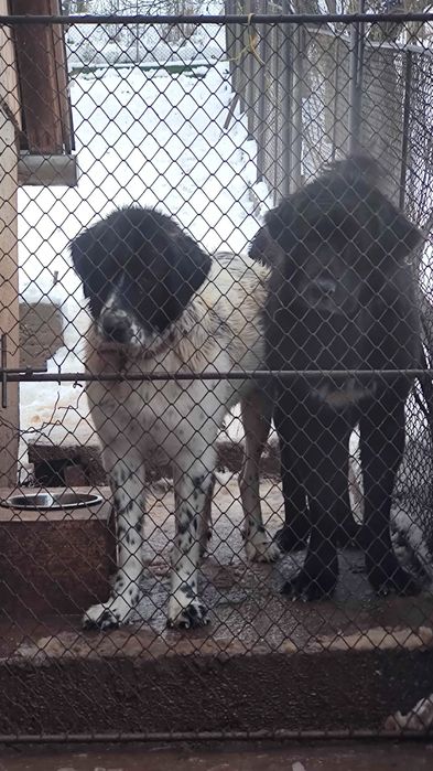 Cautam stapani iubitori