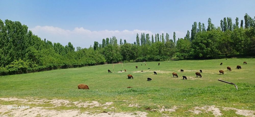 Uy sotiladi Bo‘stonliq tumani Boymirzaev qishlog‘ida