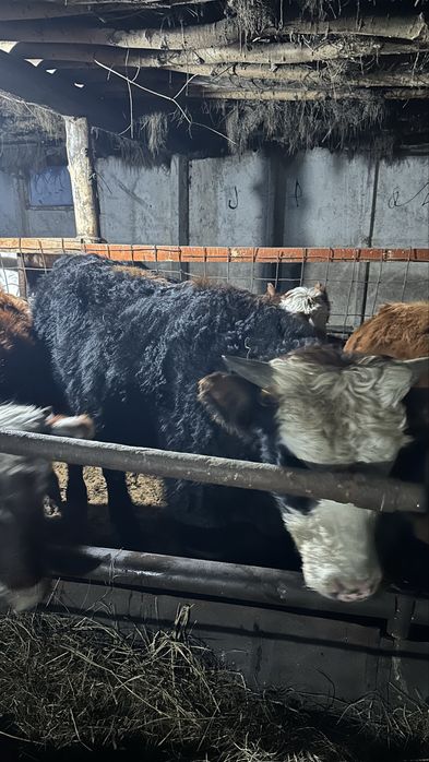 Тайыншы 1.5 жасар еркек бұзаулар