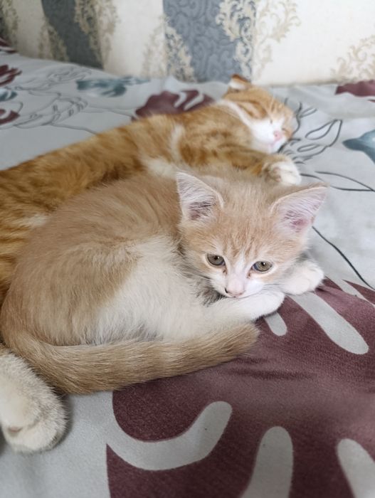 Гибрит мушук боласи сотилади.