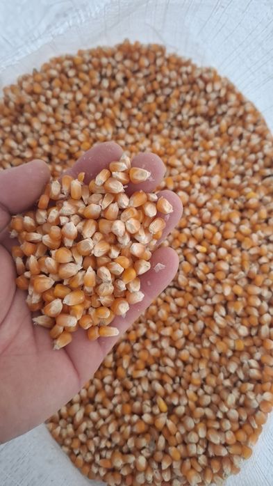 Vindem cereale 2025 / cantități mari/ Porumb/ Amestec cereale