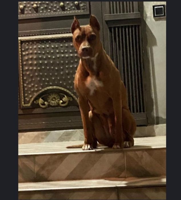 Продам Стаффорда