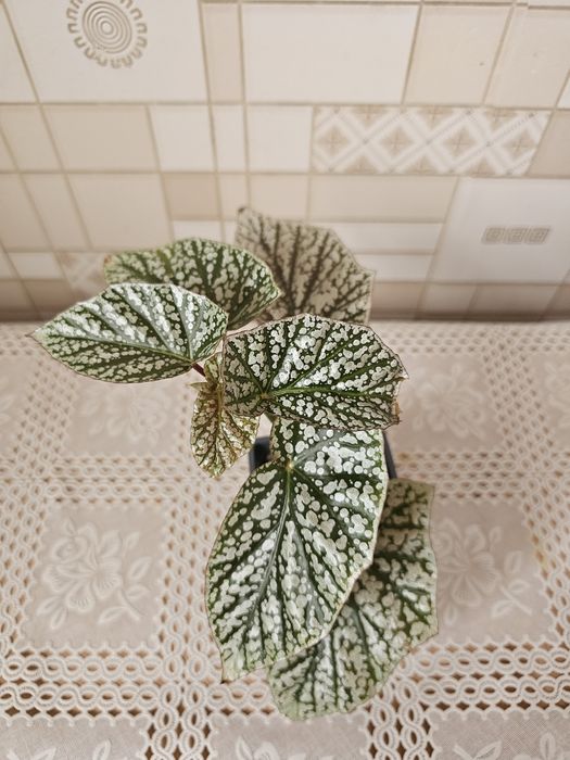 Обалденная бегония