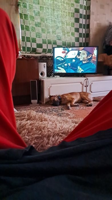 Домашние животные