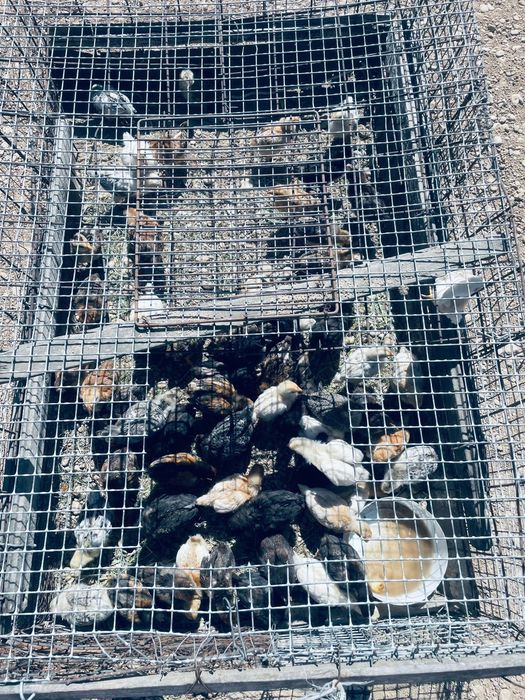 Балапандар сатылымда