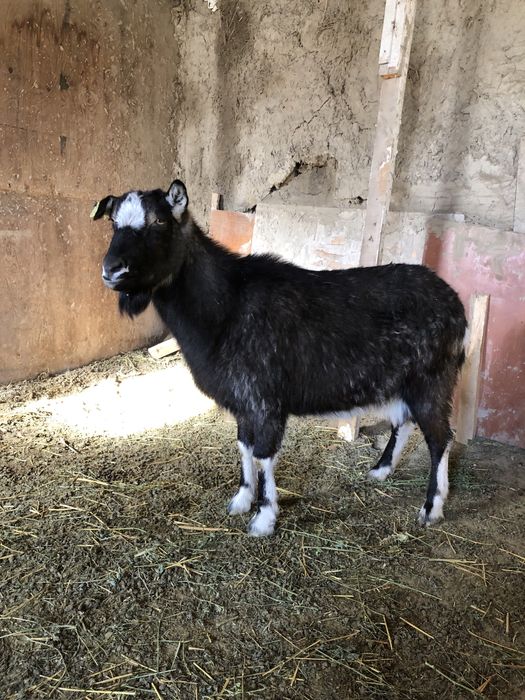 Занен/Альпы буаз ешкі сатылады
