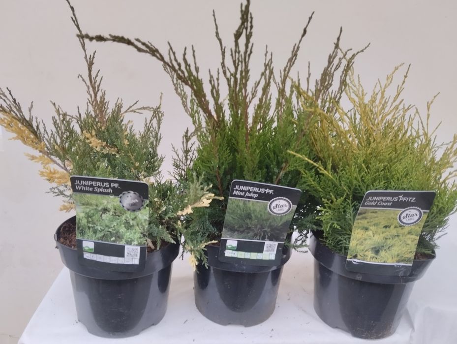 Galubika Голубика