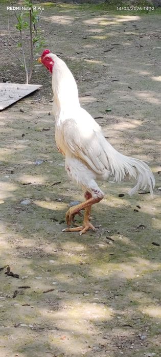 Nems O SHAMO privaznoy