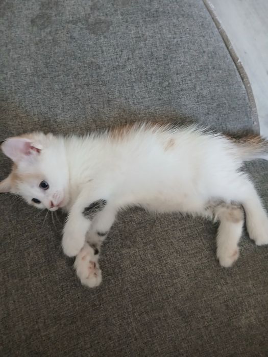 Котенок в добрые руки