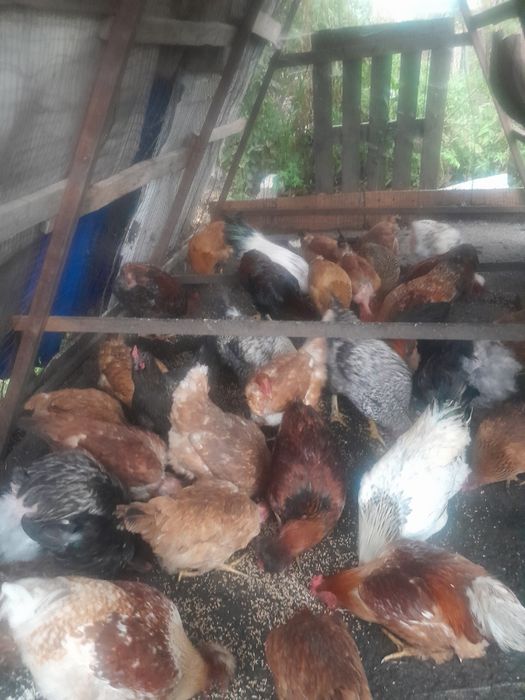 Продам куры молодняк