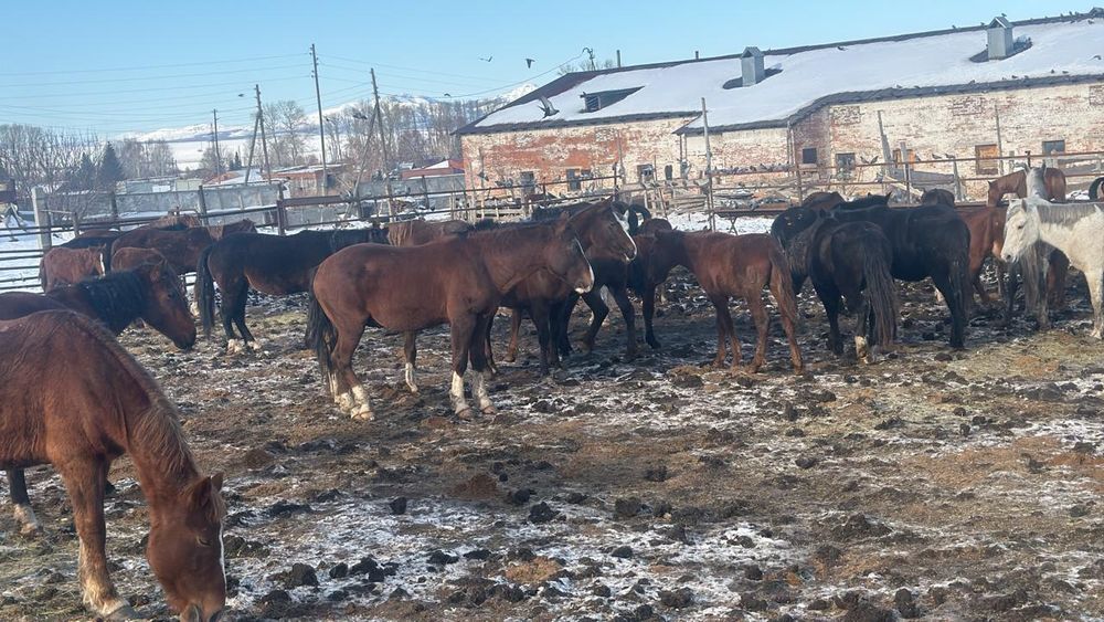 Продаются лошади