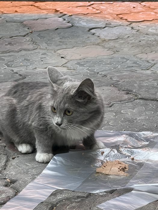 Котенок в самые любящие руки
