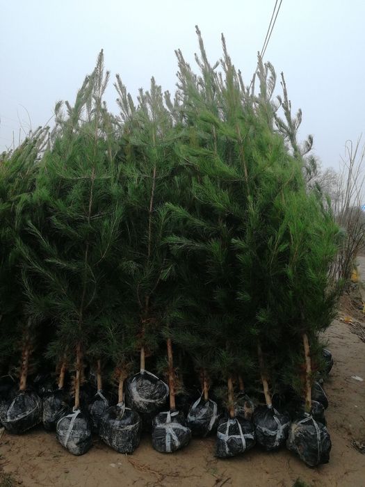 Арчалар бор арзон нархларда келишилган холда сотилади