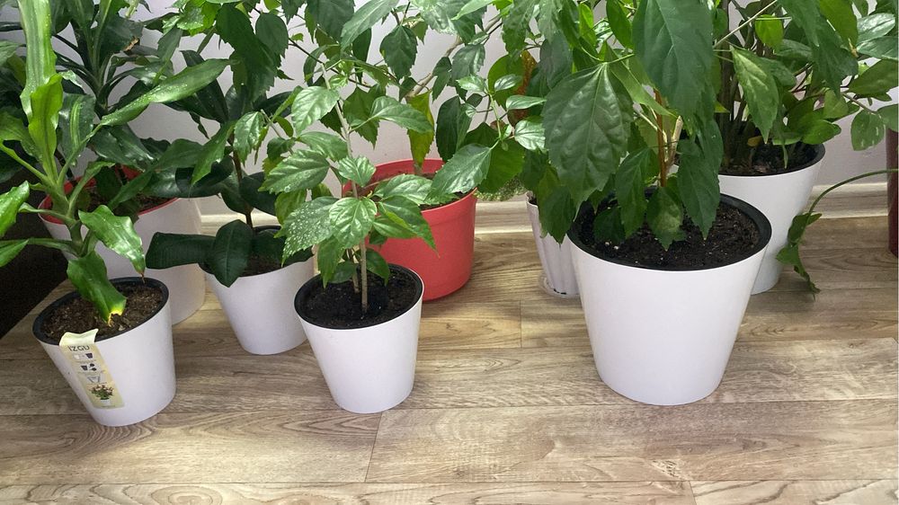 Продам домашние-комнатные цветы