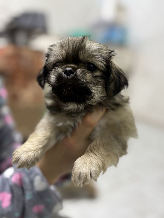 Продаются щенки пикинеса