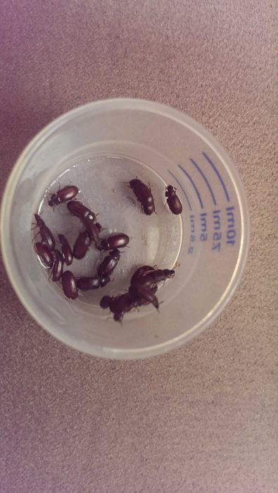 Жук-знахарь, Чернотелка, Горгохо